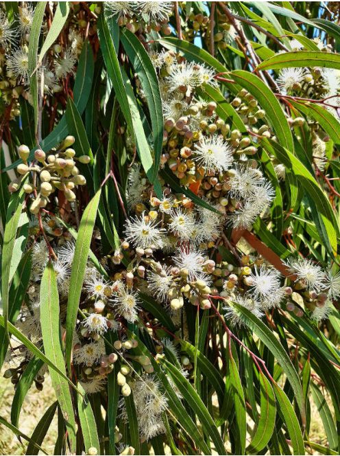 Essential Heal Eucalyptus Staigeriana 5ml